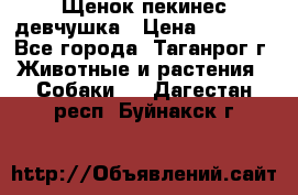 Щенок пекинес девчушка › Цена ­ 2 500 - Все города, Таганрог г. Животные и растения » Собаки   . Дагестан респ.,Буйнакск г.